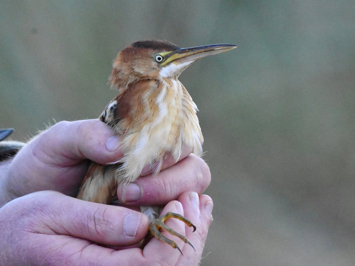 Mark Wilkinson tweet media