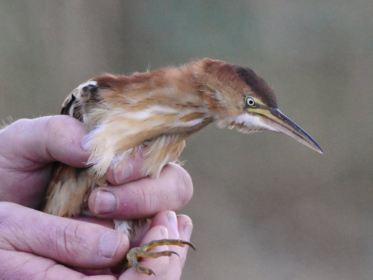 Mark Wilkinson tweet media