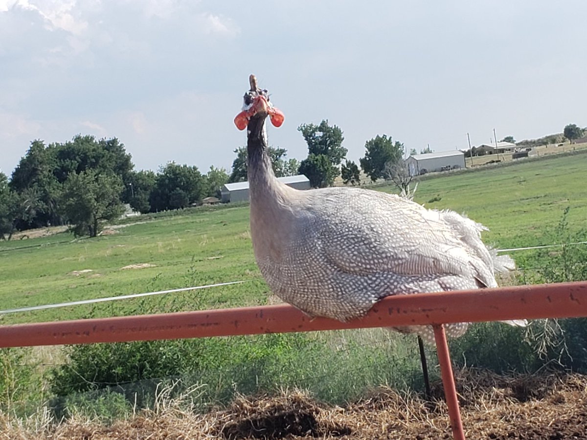 Today the guinea fowl are upset about the new sheep enclosure. #guineafowl #romanceauthorlife