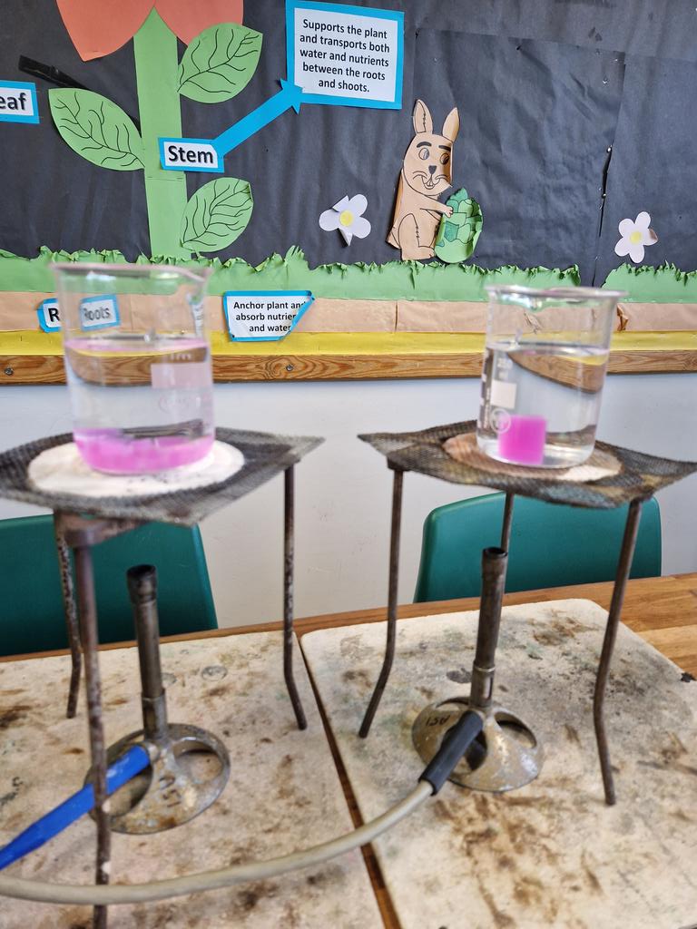 MissKForbes's tweet photo. Y11 Biology separates class today demonstrating diffusion and rate of reaction with pink agar jelly! 💟 #Biology #GCSE #CellTransport #Science https://t.co/q7WmQGaC0U