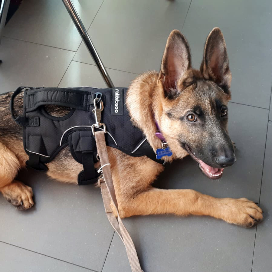 FaunaenCasa's tweet photo. Este #guapetón es Farty 🐶 un #PastorAlemán de 2 añitos fue llevado al veterinario cuando tenía solo 2 meses de vida para ser sacrificado, ya que sus patitas de atrás están deformes.
La Asociación @AXLAMADRID busca #Madrinas/#Padrinos y #Adopción + info en https://t.co/LrhzhbvW4l https://t.co/VgvgVjunlq