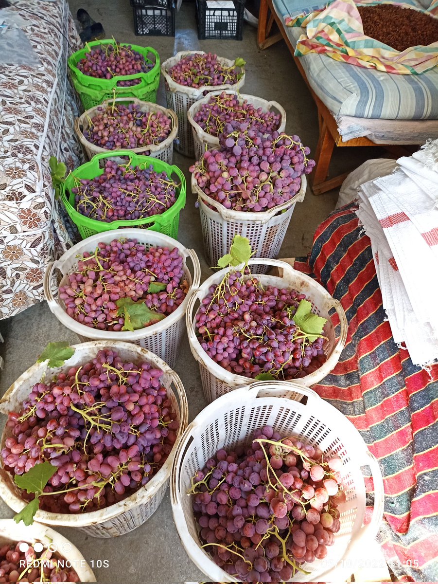FSeedles's tweet photo. Türkiye'nin dört bir tarafındaki sevgili #gurmedoktorlarımıza
Türkiye'nin en özel yaş ve kuru üzümlerini gönderdik
Bunlardan daha iyisi #şam da kayısı Türkiye'nin ilk ve tek çekirdeksiz siyah kuru üzüm #Fantasyseedless #sultaniye #Crimsonseedles #Redglobe
#Manisa #Sarıgöl https://t.co/S4EkSZAeuy