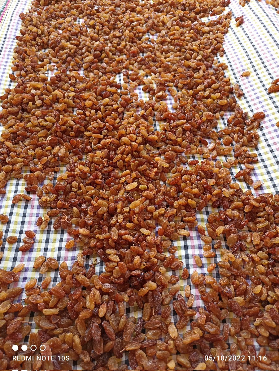 FSeedles's tweet photo. Türkiye'nin dört bir tarafındaki sevgili #gurmedoktorlarımıza
Türkiye'nin en özel yaş ve kuru üzümlerini gönderdik
Bunlardan daha iyisi #şam da kayısı Türkiye'nin ilk ve tek çekirdeksiz siyah kuru üzüm #Fantasyseedless #sultaniye #Crimsonseedles #Redglobe
#Manisa #Sarıgöl https://t.co/S4EkSZAeuy
