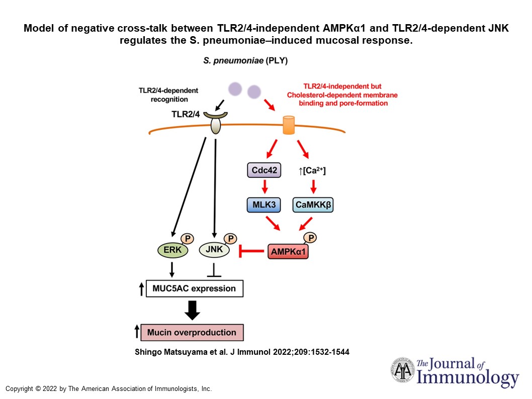 The Journal of Immunology (@j_immunol) on Twitter photo #JI_TopRead from Jian-Dong Li <a href="/GeorgiaStateU/">Georgia State University</a> | #Spneumoniae can drive excessive #mucus formation in the middle ear in a #TLR-independent manner causing #otitismedia | #signaltransduction #ReadTheJI #immunology ow.ly/H3Us50L3I0t #JI_TopRead from Jian-Dong Li <a href="/GeorgiaStateU/">Georgia State University</a> | #Spneumoniae can drive excessive #mucus formation in the middle ear in a #TLR-independent manner causing #otitismedia | #signaltransduction #ReadTheJI #immunology ow.ly/H3Us50L3I0t