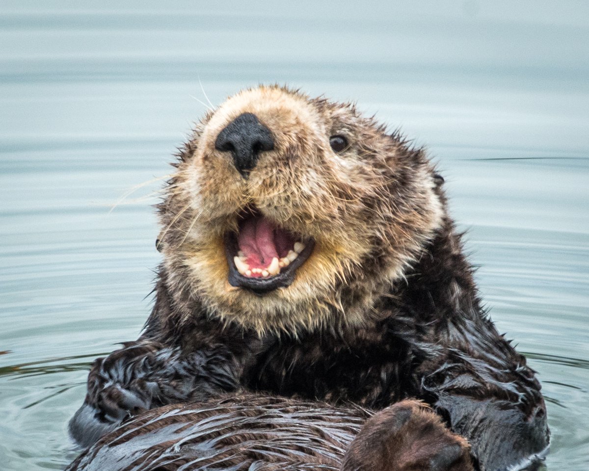 marinesanctuary's tweet photo. Here's something you #otter smile about: 86% of Americans who visited the ocean recently say it was good for their #MentalHealth! Learn more reasons to protect our ocean so that everyone can enjoy it in our new #OceanClimateSurvey: https://t.co/jOnjeKPxAO #WorldSmileDay https://t.co/LUH6GXytuz