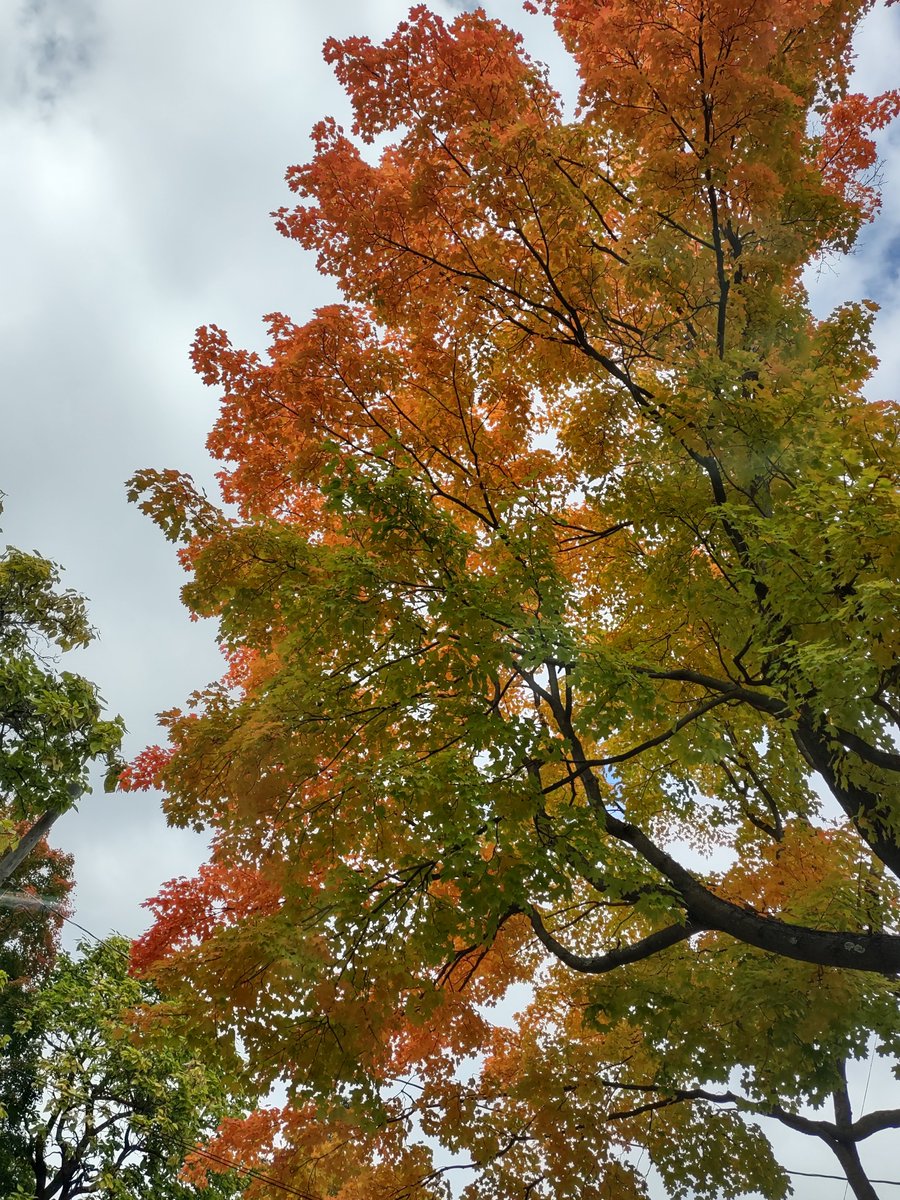 The true gem of fall. #SugarMapleAppreciationTweet