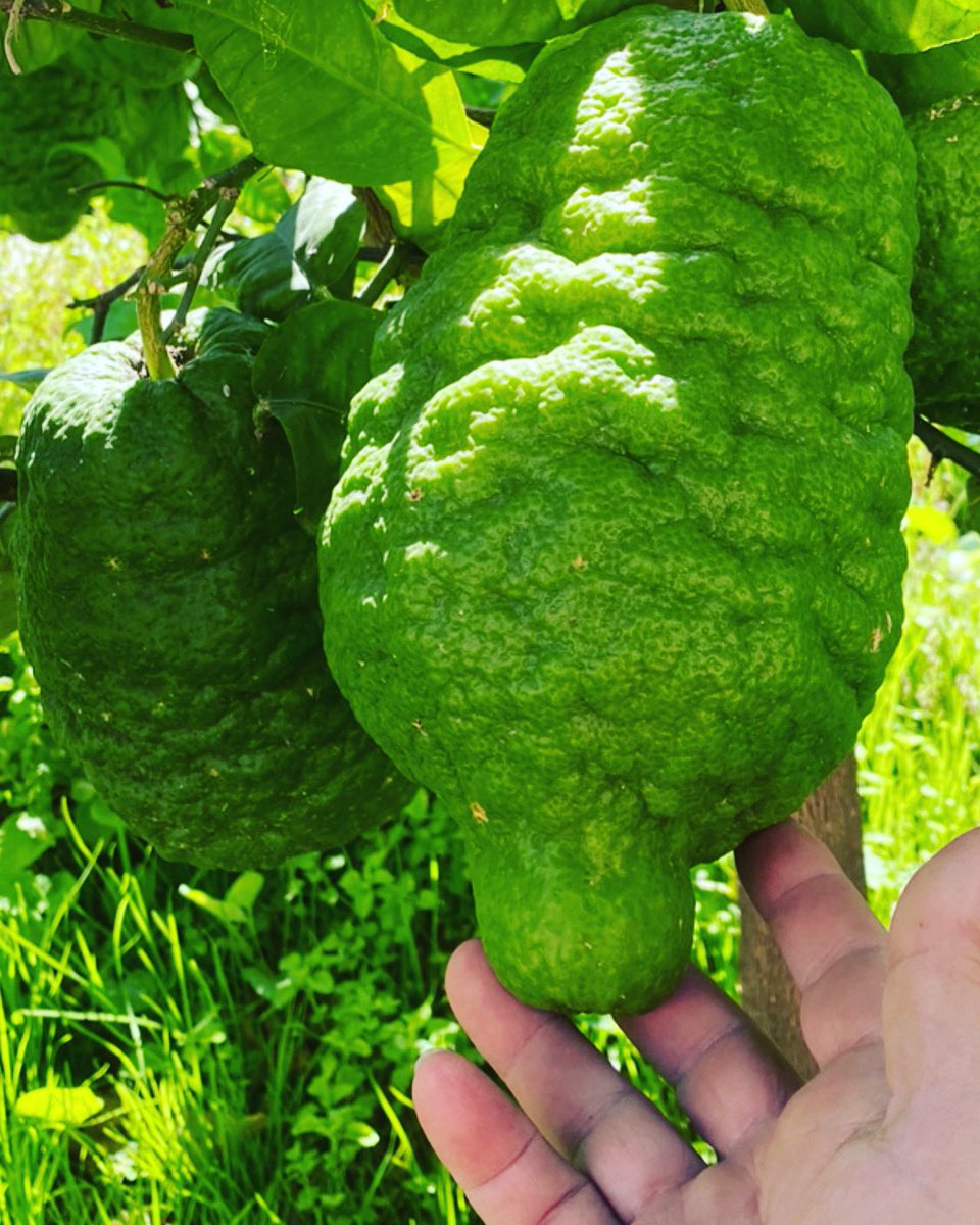 riccardocassini's tweet photo. #IlFondoDiDonnaAmalia
agricoltura eroica dal 1861.
#Ravello, #Marmorata, #CostieraAmalfitana, #AmalfiCoast, #Italy, #Limoni, #Limoneto. https://t.co/LAhsAez0Dl