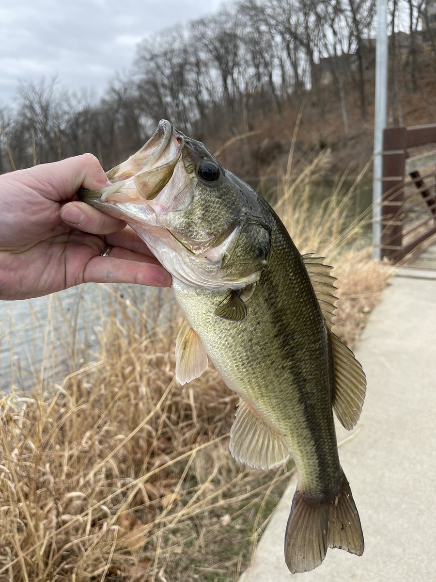 GregBolden82's tweet photo. Lately my Kansas City Bass fishing trips have been great this year. https://t.co/gRGob6hVrQ