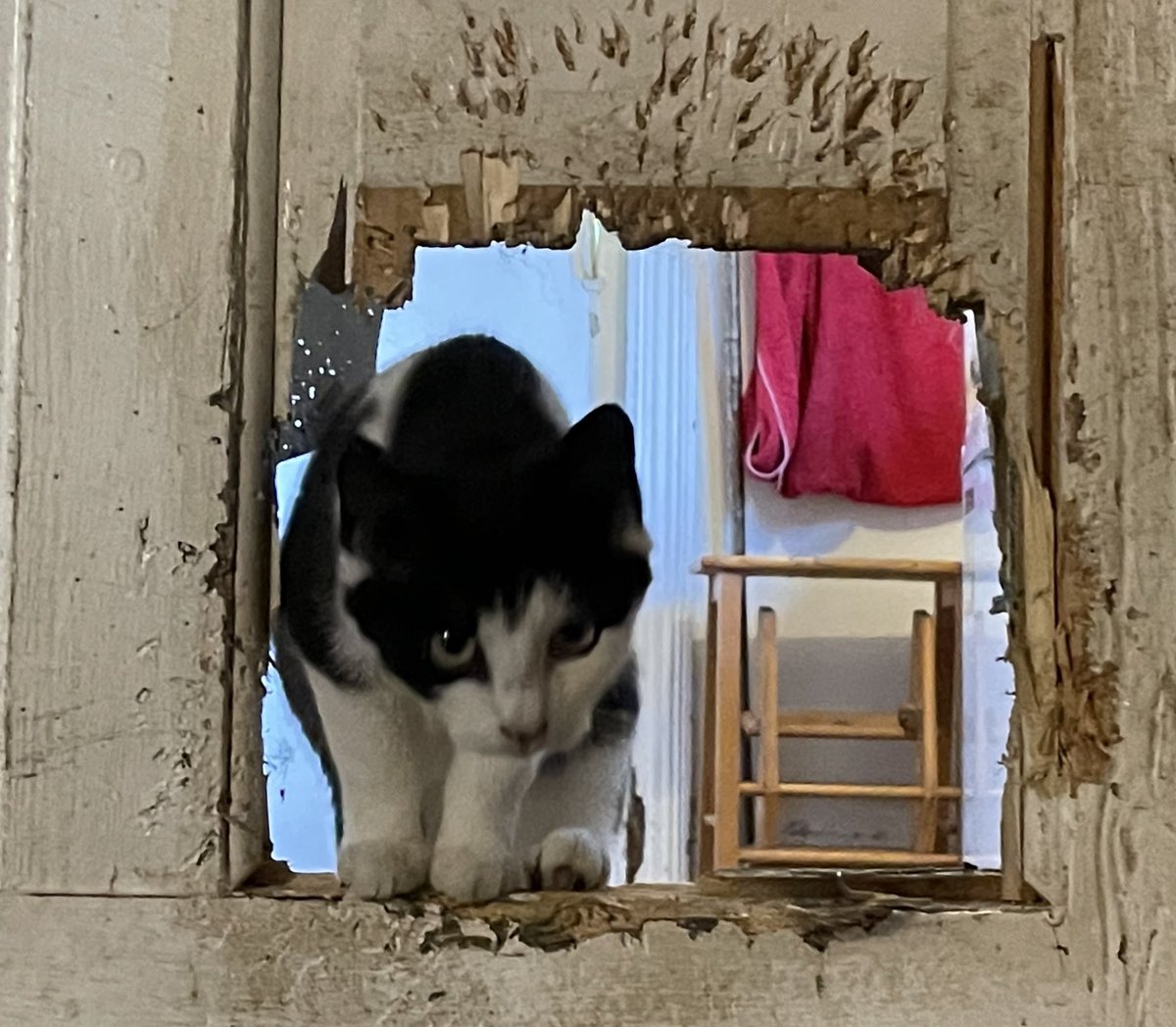 Bodacious the Shepherd Cat on Twitter "Cat flap hole gnawed by dogs