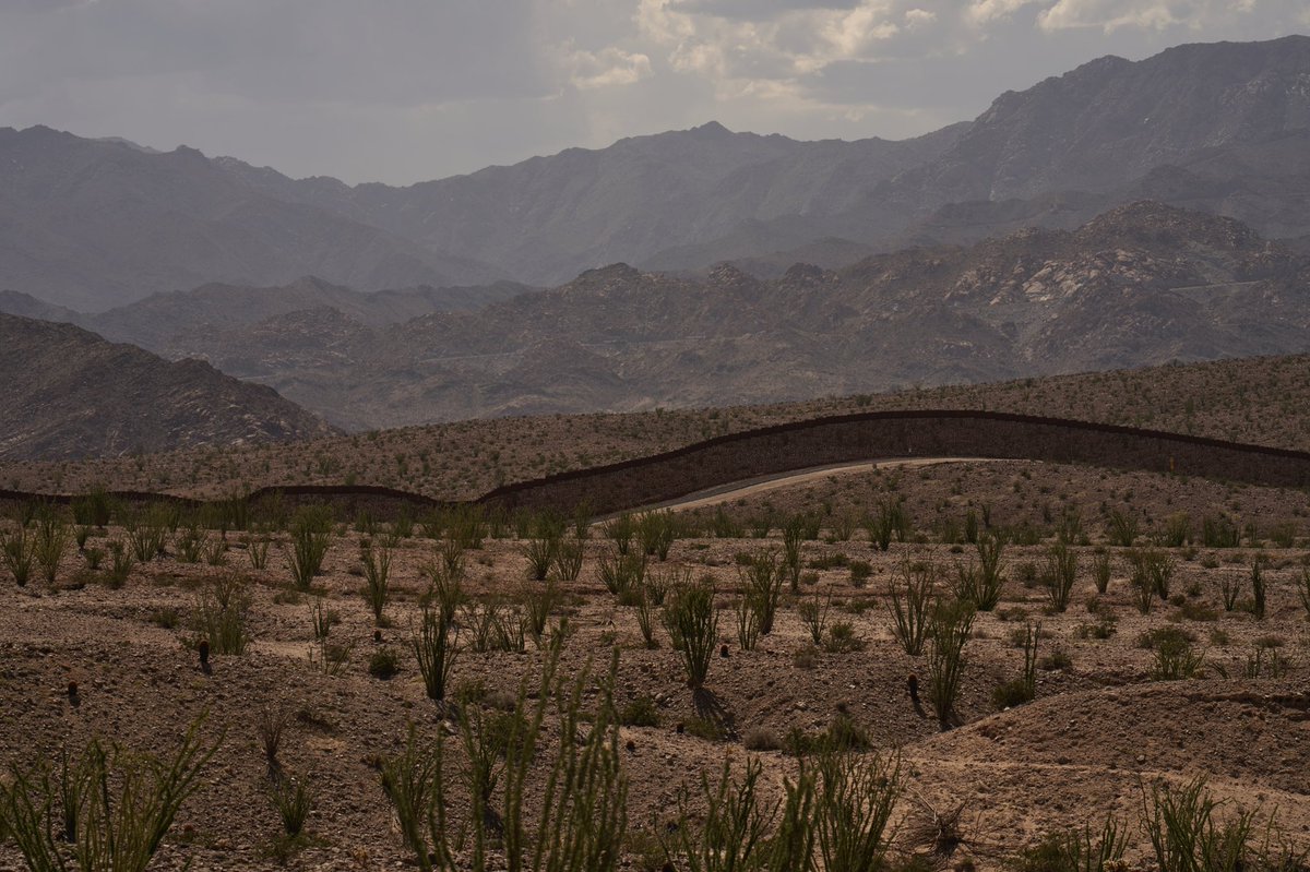 Allison Dinner tweet media