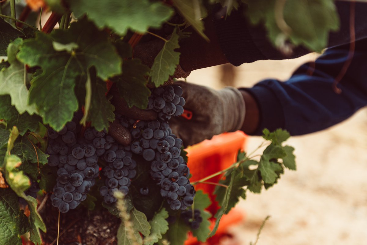 Academiaterruno's tweet image. 