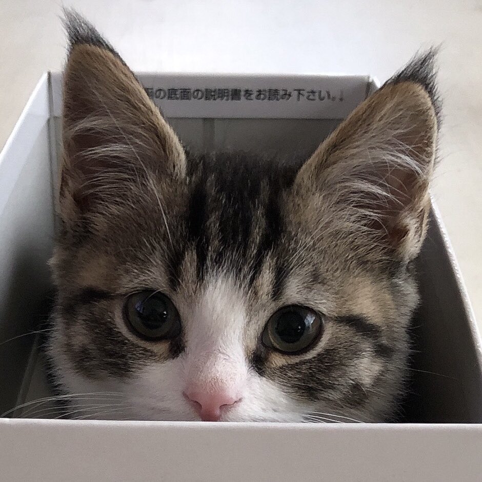 ベビー Twitter Search Twitter ベビー Twitter Search Twitter