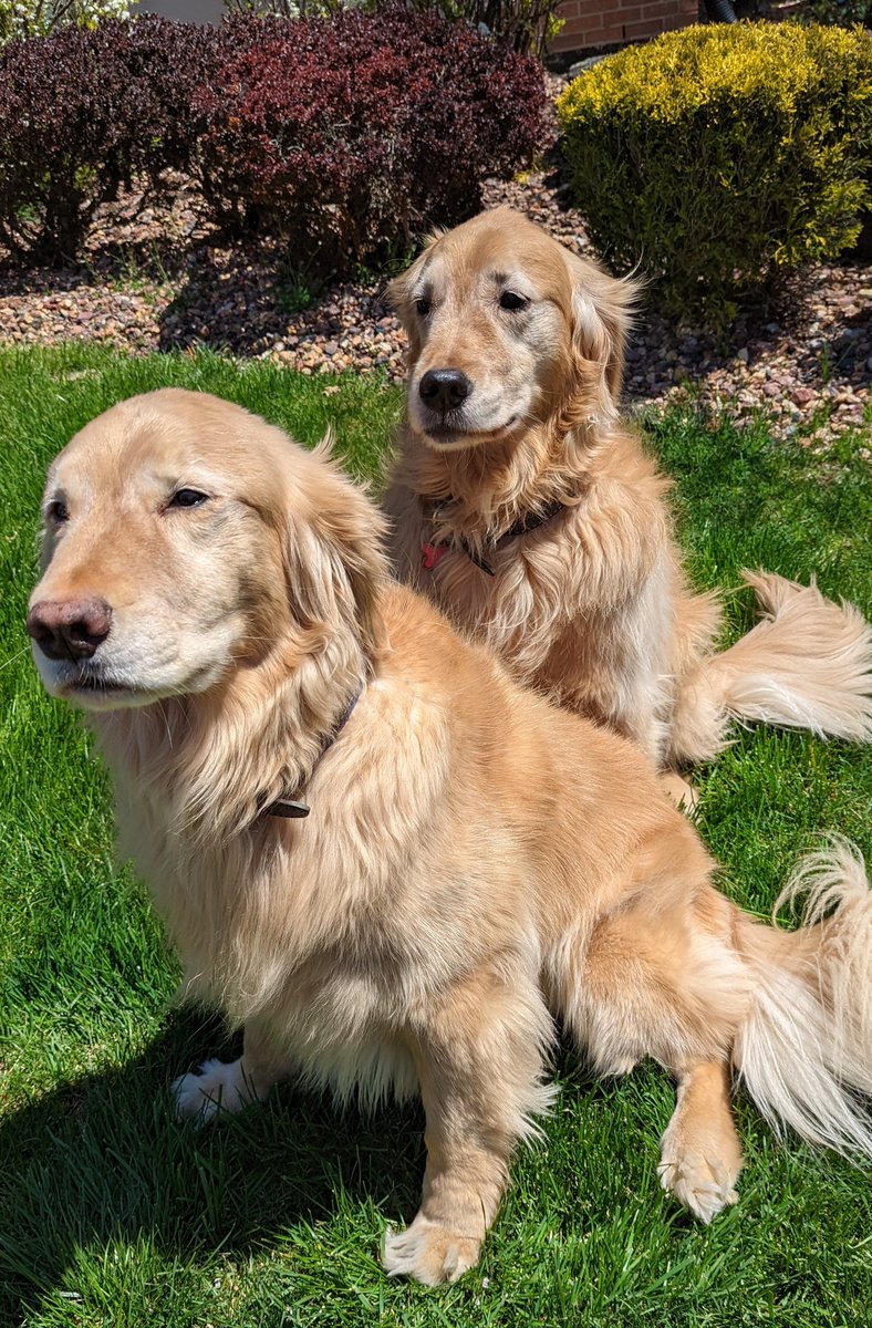 DoggieLatchkey's tweet photo. Two is better than one 😊
Hi! We are Douglas and Daisy 🤗
#michigandogs #doggielatchkeyclients #metrodetroit #doggielatchkeymi #bestpetcaremichigan https://t.co/g3u3fVfm3m