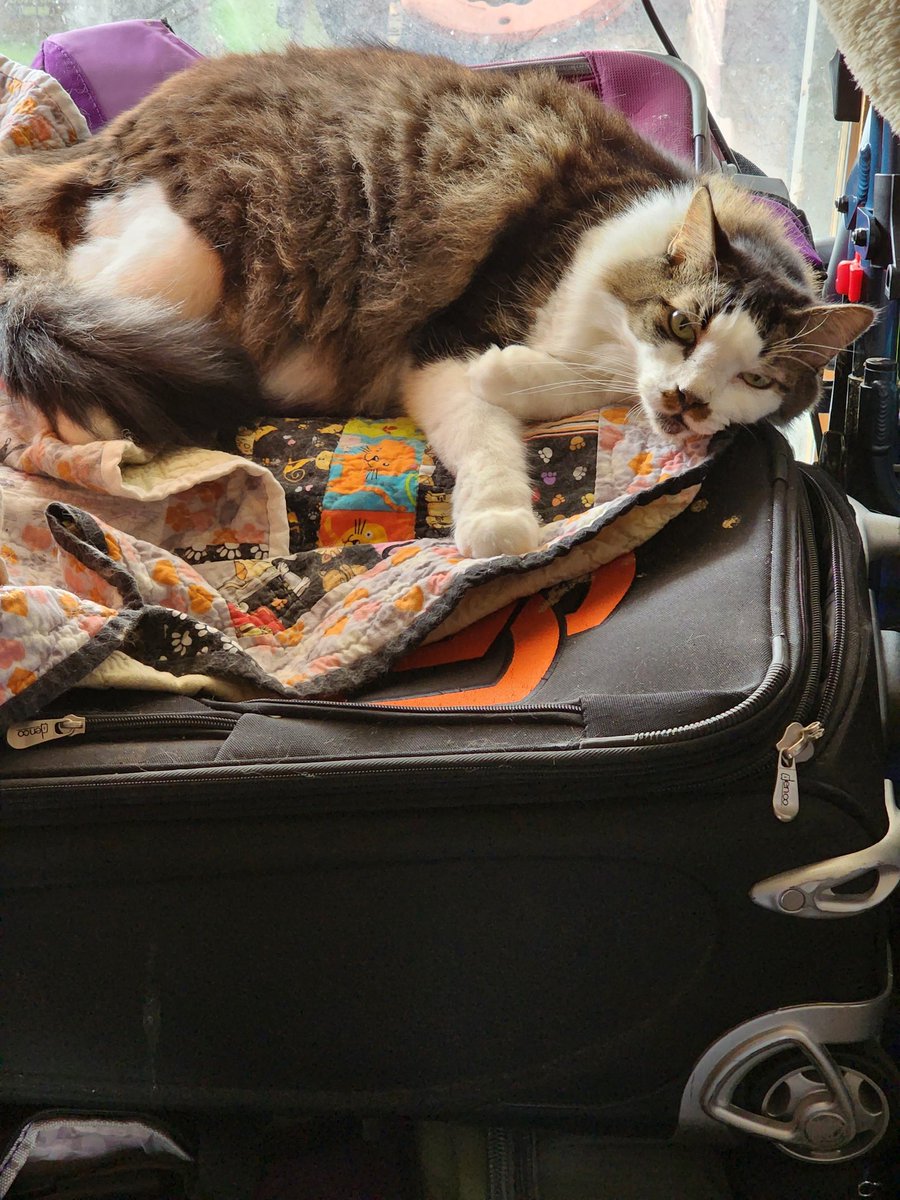 kc_obann's tweet photo. #CaturdayEve chilling all day. https://t.co/N8w94zGQvI