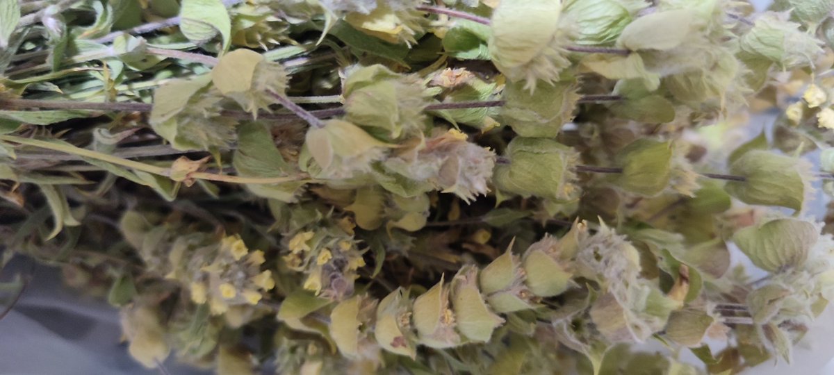 ergunkaptan03's tweet photo. Dereçine'mizin şifa deposu Dereçine Dağ Çayı  Sonbaharın serin akşamlarında nefis aroması  doğal lezzeti ile  tavsiyemdir... https://t.co/CgTXXxNo9F