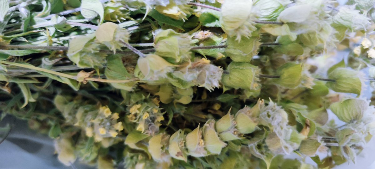 ergunkaptan03's tweet photo. Dereçine'mizin şifa deposu Dereçine Dağ Çayı  Sonbaharın serin akşamlarında nefis aroması  doğal lezzeti ile  tavsiyemdir... https://t.co/CgTXXxNo9F