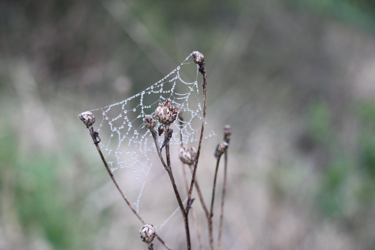 asielcow's tweet photo. another droplet picture albiet tiny and weblike #webphoto #natureshot #octoberdroplets #photography https://t.co/53nZ5KjAgi