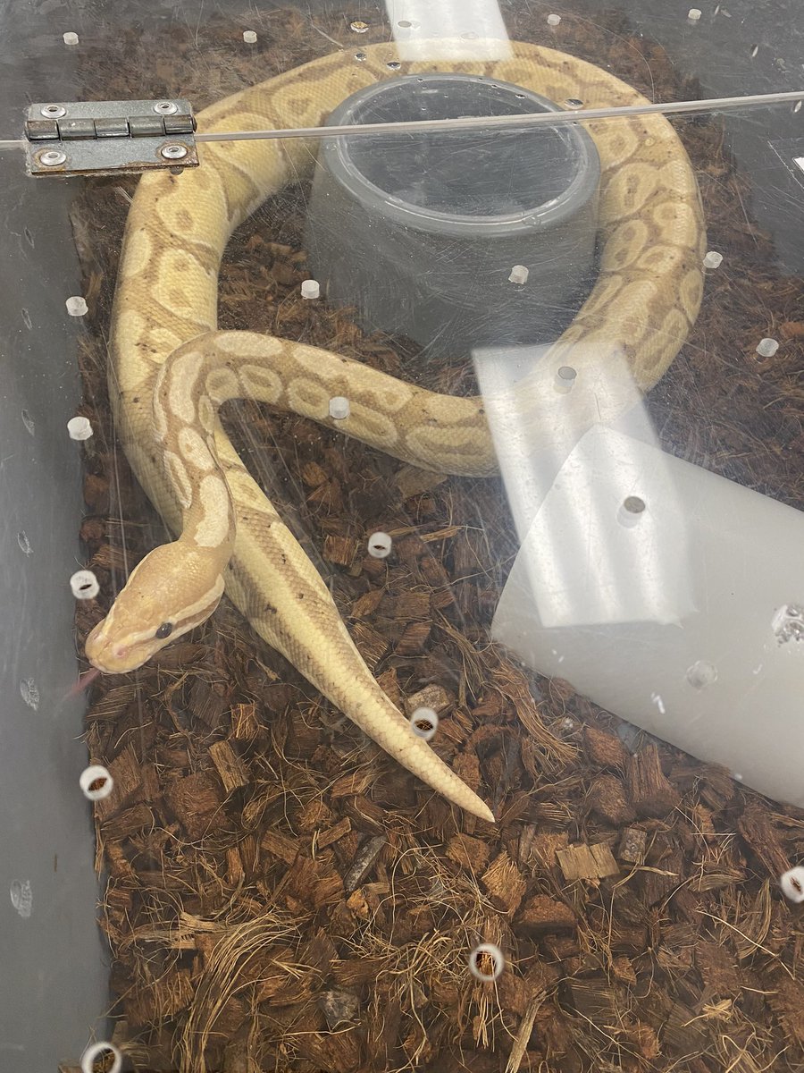 SMHSBio's tweet photo. Meet Steve! A Ball Python from @ESCRegion20. We have him for 2 weeks! 🐍 @SRattlerscience @SMHS_SMCISD @haileyleopold https://t.co/GPURDsrcKU