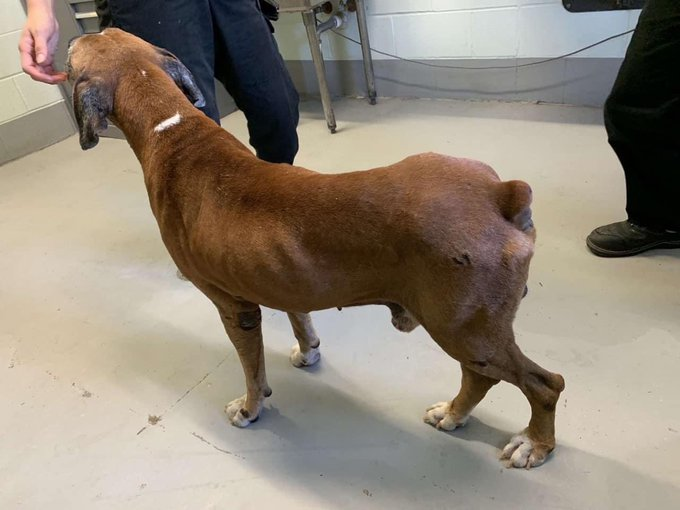 🐾💛GEORGE🆘#A349585 #CorpusChristiTX 
 12 Yr Old Male Boxer, Who Would Throw Out An 
 Old Dog Whose Prob Been With Family 4Yrs💔
⚡️URGENT #RESQ Placement Needed ASAP❌
 Has Pressure Points W/Old Scars On Body,
 May Have Arthritis &amp; Lameness Rear End😢
 #PlzPledge4ResQ INFO⬇️
