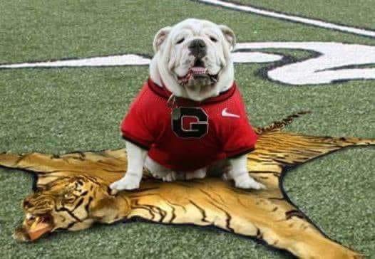 SCDawgette's tweet photo. Here, kitty, kitty!!
#GoDawgs
#BeatAuburn #AUvsUGA #beatthetigerswardamneaglesorwhatevertheyare https://t.co/atvNhEN0rX