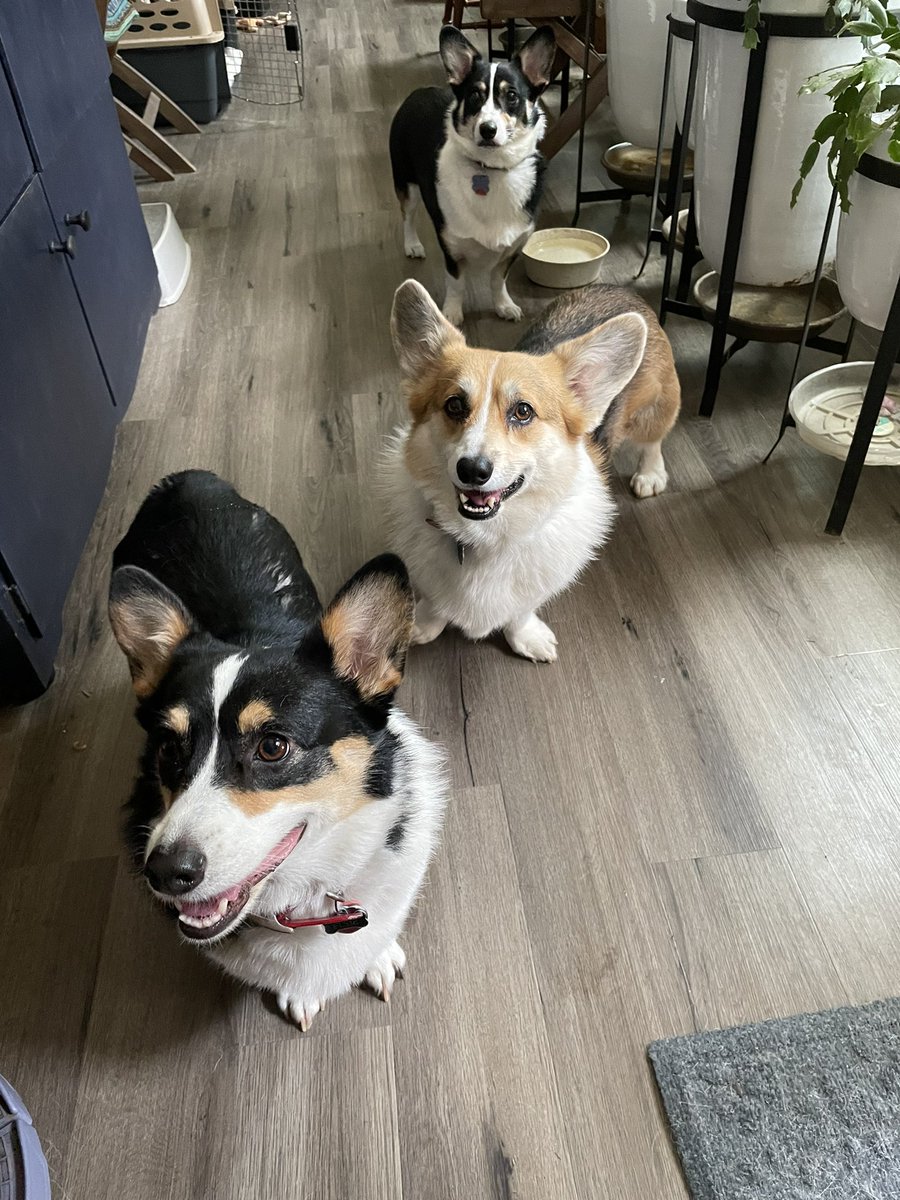 CorgiAEH's tweet photo. Reunited and it feels so good! 🎶🎵 #CorgiCrew #dogsoftwitter @CorgiMissy https://t.co/fLM0z82rPl