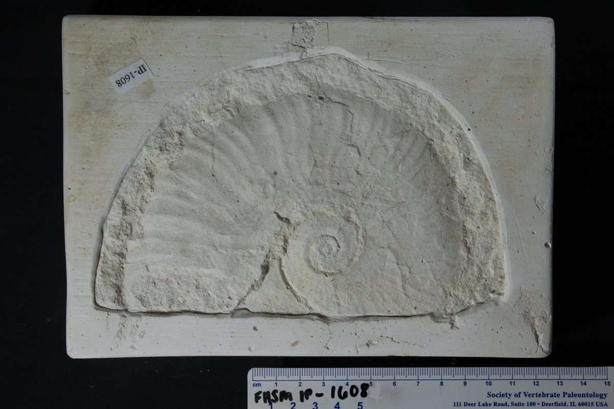 Some fossils come from unexpected places. This ammonite cast was found in a wall at Albertson Hall on the <a href="/FortHaysState/">Fort Hays State University</a> campus. The original block of limestone came from the Greenhorn Formation here in Kansas. Keep an eye out for other fossils stuck in walls! #FossilFriday