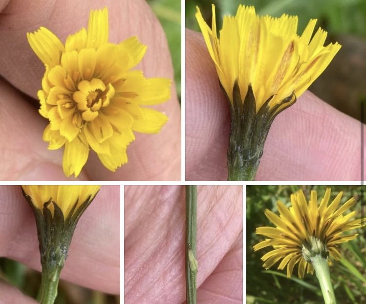 Autumn Hawkbit. Scorzoneroides autumnalis. Solitary flowers to 35mm. Leafless stems, scattered scales, gradually tapers to flower head (Cat’s-ear: abrupt junction, bottom right pic). Leaves to 15cm (occ. 20cm), deeply lobed, reddish midrib. Outer ray florets reddish on underside