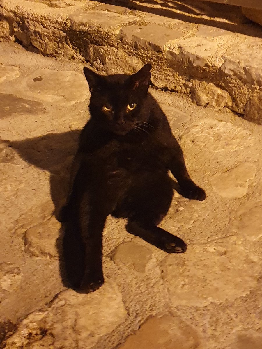 _100Countries's tweet photo. More cats of Kotor
#catsofkotor https://t.co/tYPLSL9c3q