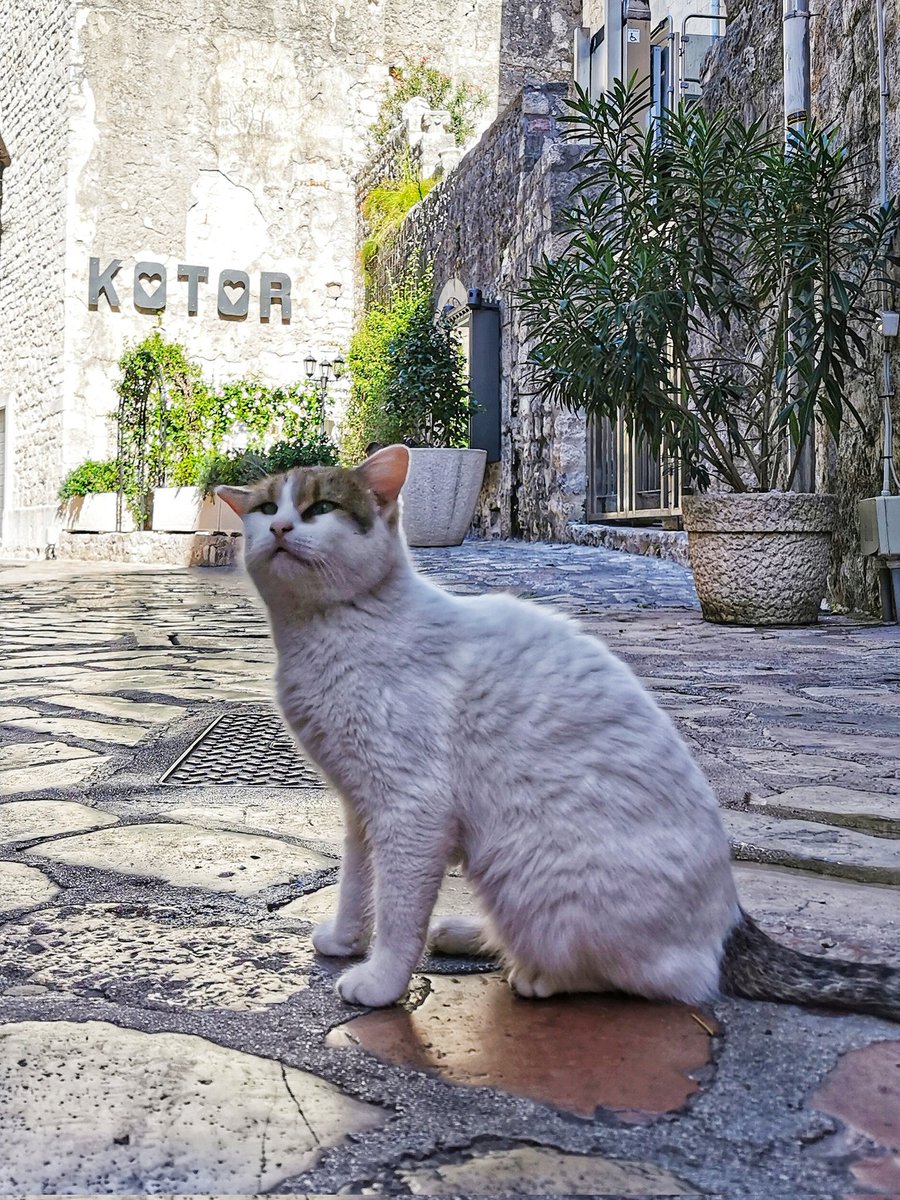 _100Countries's tweet photo. More cats of Kotor
#catsofkotor https://t.co/tYPLSL9c3q