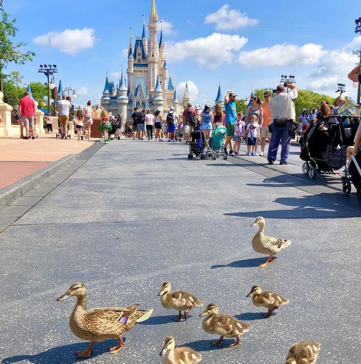 MagicalMissJ's tweet photo. When I die, I want to be reincarnated as a Walt Disney World duck. https://t.co/JIjwmKz93m