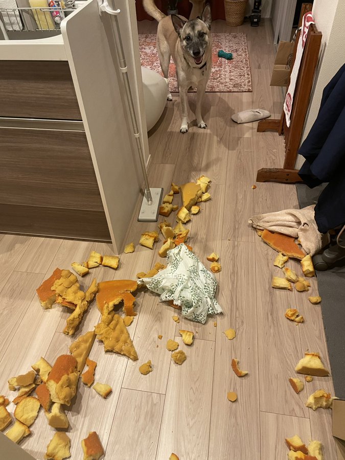 なんて清々しい顔 イタズラの成果を報告する犬に飼い主さん驚愕 愛情をすくすく受け取って育っています Oricon News