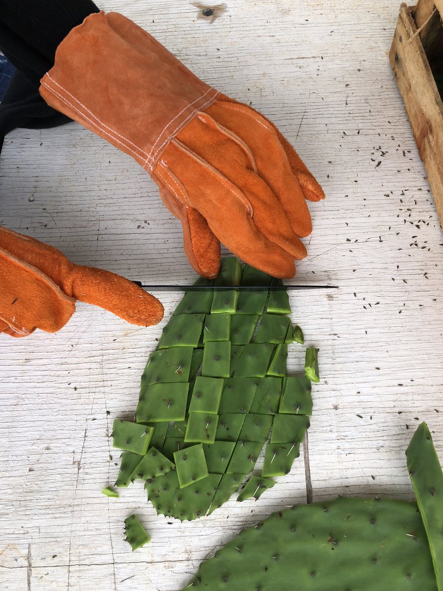 restaurika's tweet photo. ¡Arrancamos con el taller de pintura a la cal en la @udem y nuestras caritas de felicidad lo dicen todo! En este primer día cortamos los nopales para poder extraer el mucílago y mañana hacer la mezcla junto con cal, sal y pigmentos 💙✨ https://t.co/xIpa7IDTZE