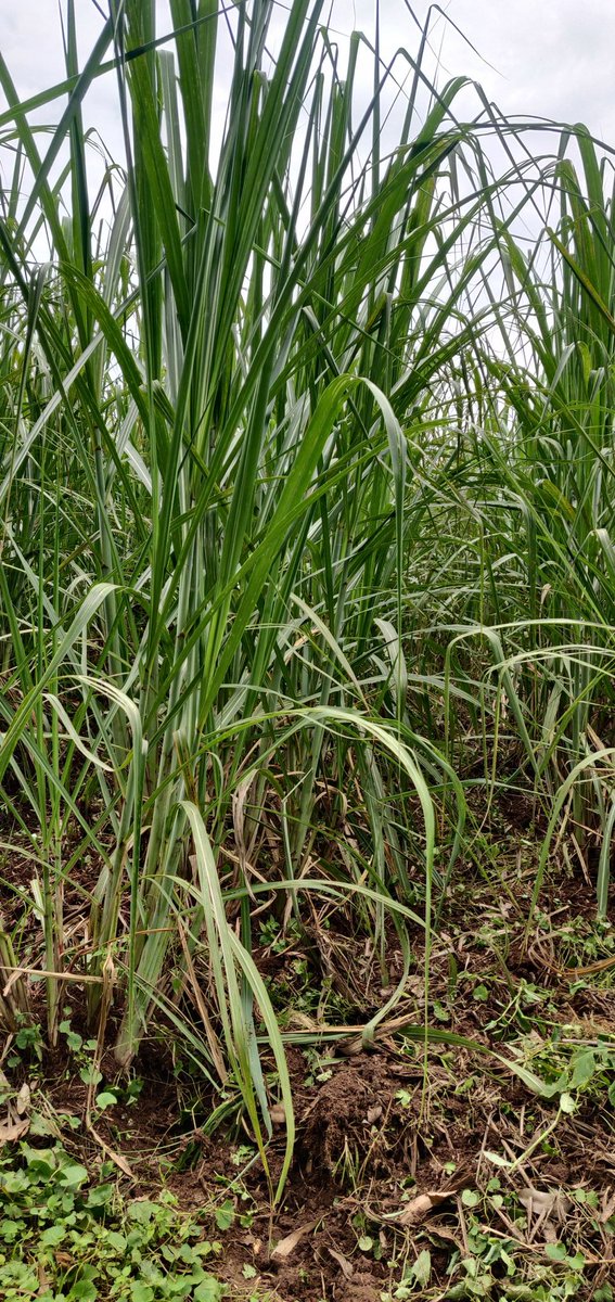 Cathy Cole Ltd tweet media