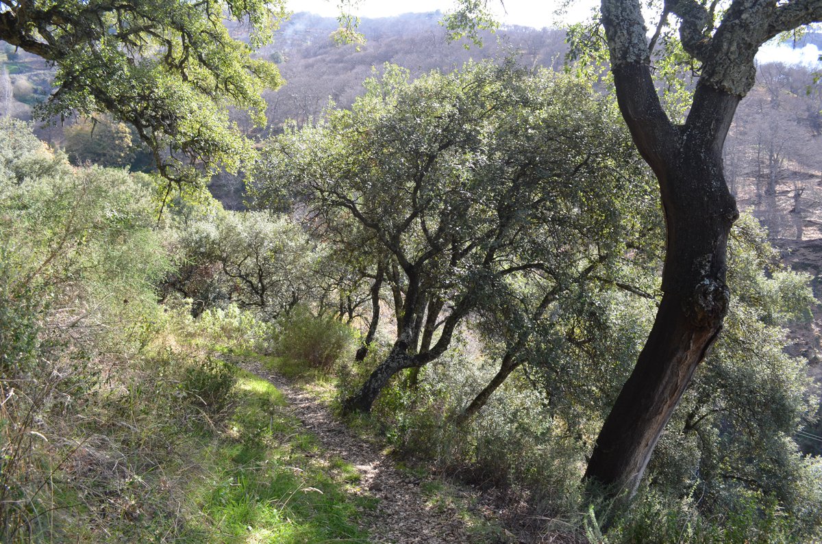AltoGenal's tweet photo. SOLICITAN EL ARREGLO DEL #ANTIGUO #CAMINO DE @pujerra A #IGUALEJA
#ValledelGenal #SerraniadeRonda @rys_web #senderismo #caminos #rutas #castanas https://t.co/Izh6XdClop