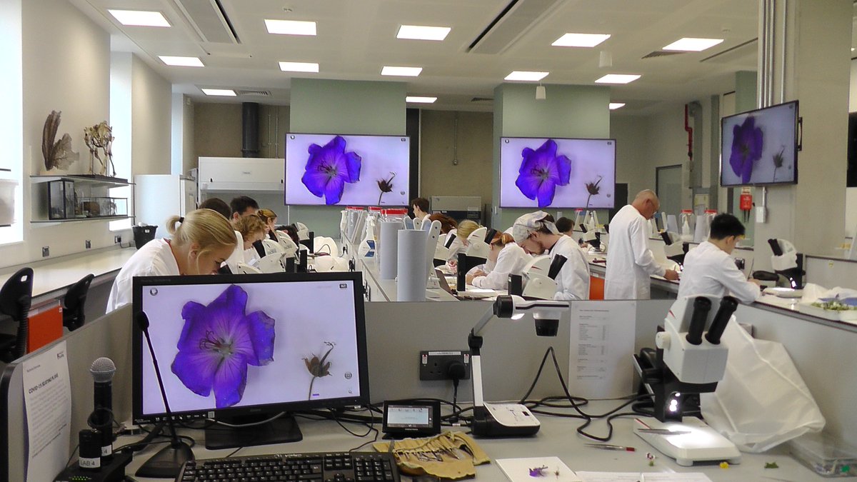 drmgoeswild's tweet photo. After too long teaching online or with social distancing (#pandemicbotany)  at last we are back learning flower structure, floral formulae and plant families all together  - botanical love and joy!!! #MScSISS @UniofReading @ReadingBioSci  @readingbotany https://t.co/uL7P5rPS0r