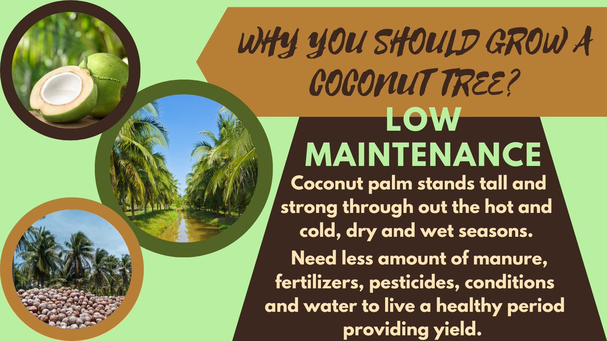 CoconutNFTClub's tweet photo. There's always a reason to smile. You just have to find it.

Perhaps planting a coconut tree? 😊

#WorldSmileDay #NewEraOnMetaverse #coconutfarm #coconutgrovefarmersmarket #farm #farmers #coconutfarm #agriculture #coconut #econut #organic https://t.co/YTAoC7x2Sa
