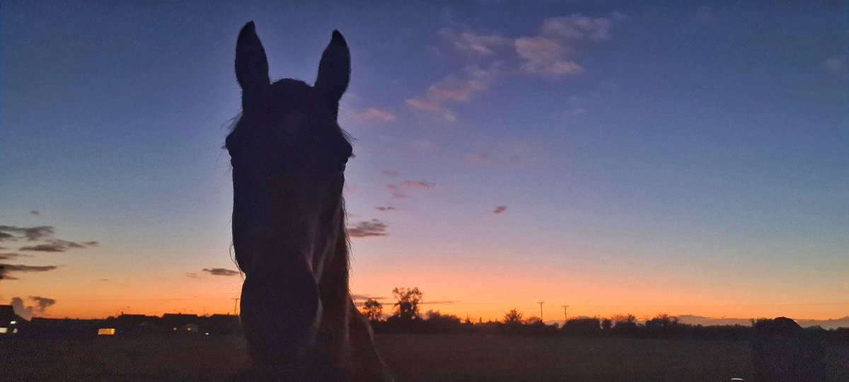 alisonwilson15's tweet photo. What a beautiful sight to end the working week x #fridayvibes #fridayfeeling #sunset #sunsettonight #lovebeingoutside #Northamptonshire #Horses @NNskies https://t.co/gW3cNc0ki7
