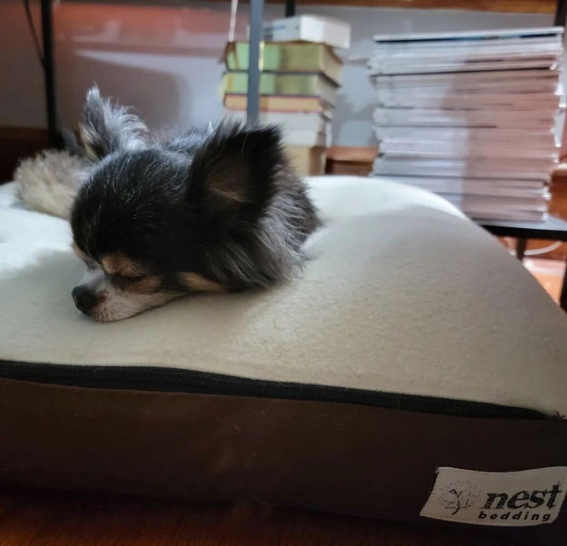 Just dreaming about treats and cuddles💤🦴. Spoil your favorite furry friend with a Nest Wool Dog Bed today! 📸: @vinny_and_viola