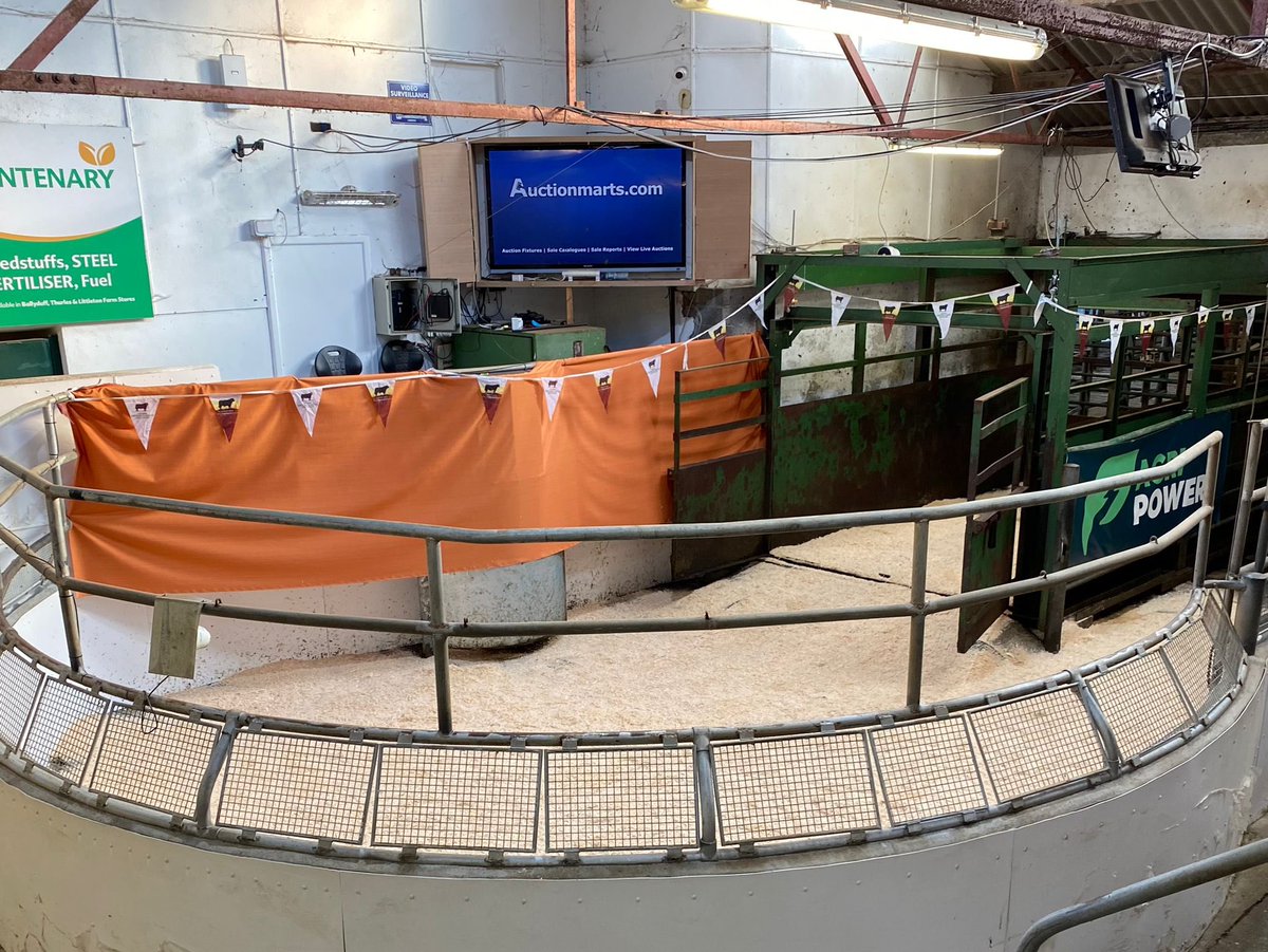 breifneobrien1's tweet photo. Excitement building at Thurles Mart ahead of the @IEAberdeenAngus sale which gets underway tomorrow, Saturday, October 8. @marteye1 @AgrilandIreland 

See catalogue: https://t.co/fg9ynxUINN https://t.co/oPtyqLBUn4
