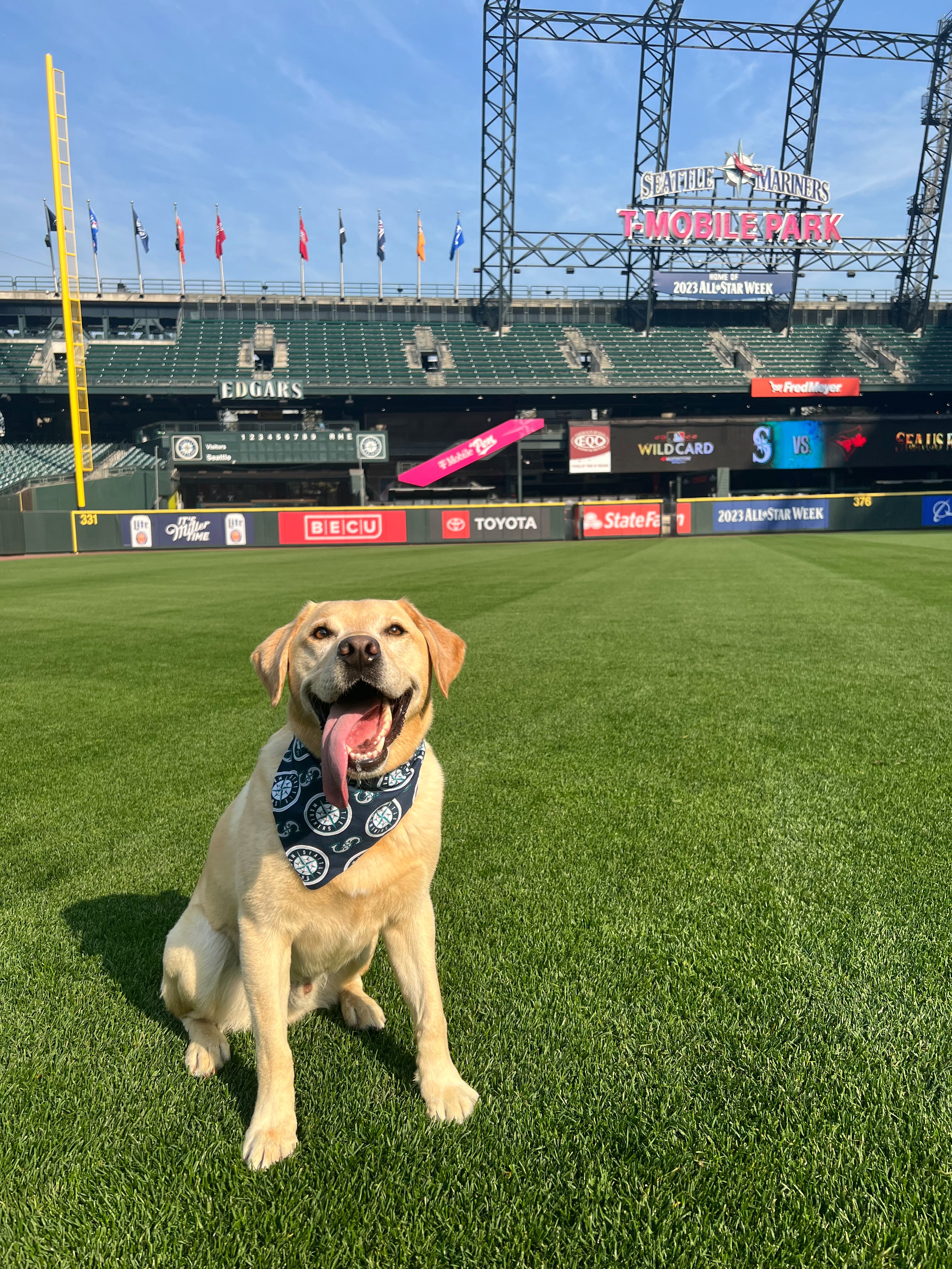 Tucker the Mariners Pup on Twitter: Go Mariners!   / Twitter