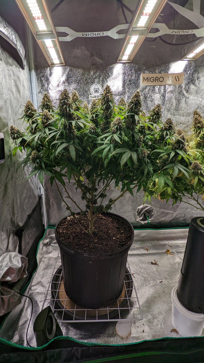TempleGrower's tweet photo. Just sitting here looking at this hydra-ass CBD Charlotte's Angel. All tops. A prime example of a proper #MonsterCrop. 4 gal pot of my #supersoil + high quality #H2O under a Migro Aray 4. Simple yet oh so effective. 🌱
#GrowYourOwn #Cannabis #DontCallItDirt https://t.co/hIplNW8Ti3