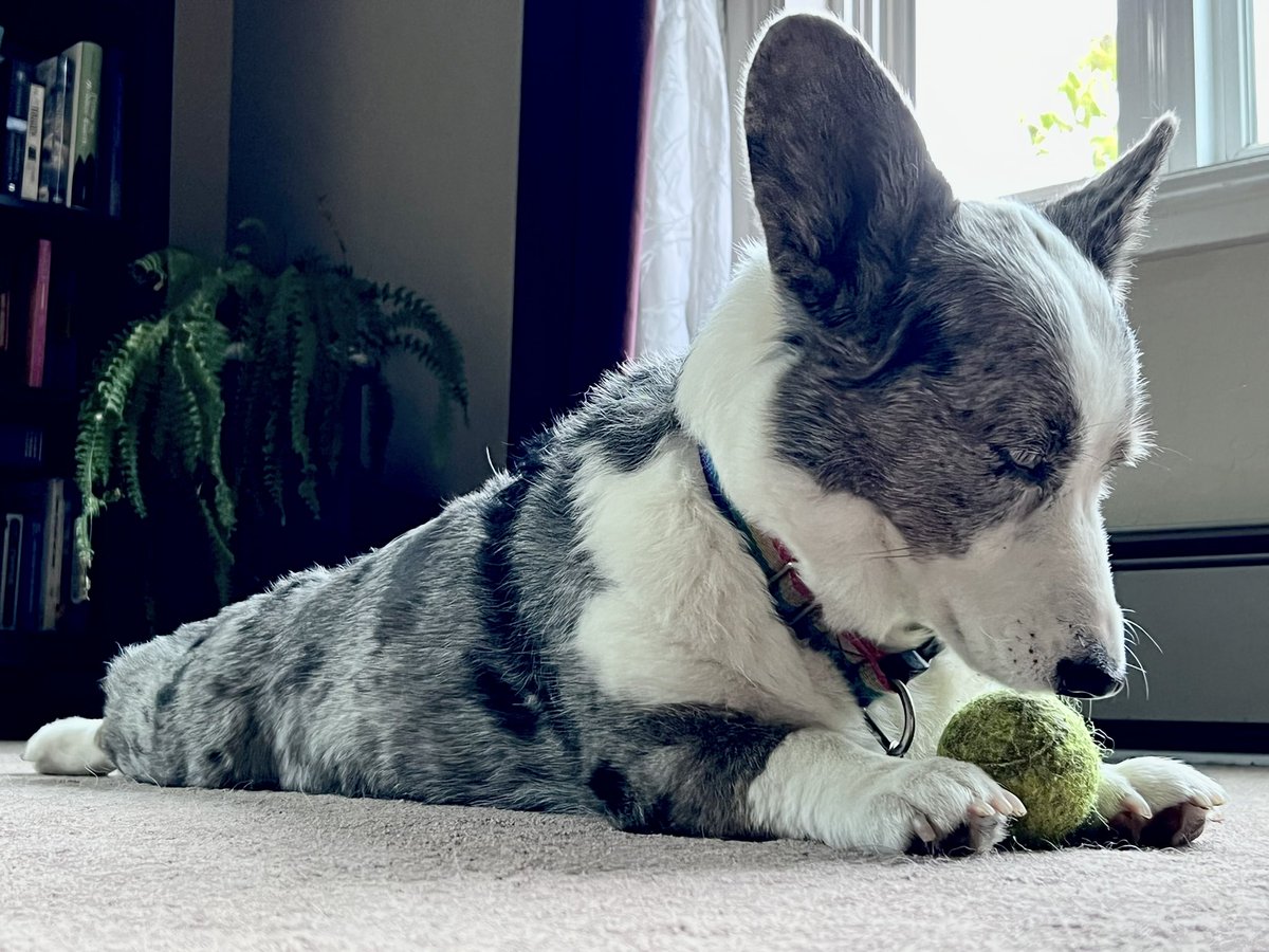 wordpuppet's tweet image. Be the ball you wish to fetch in the world.  #corgis