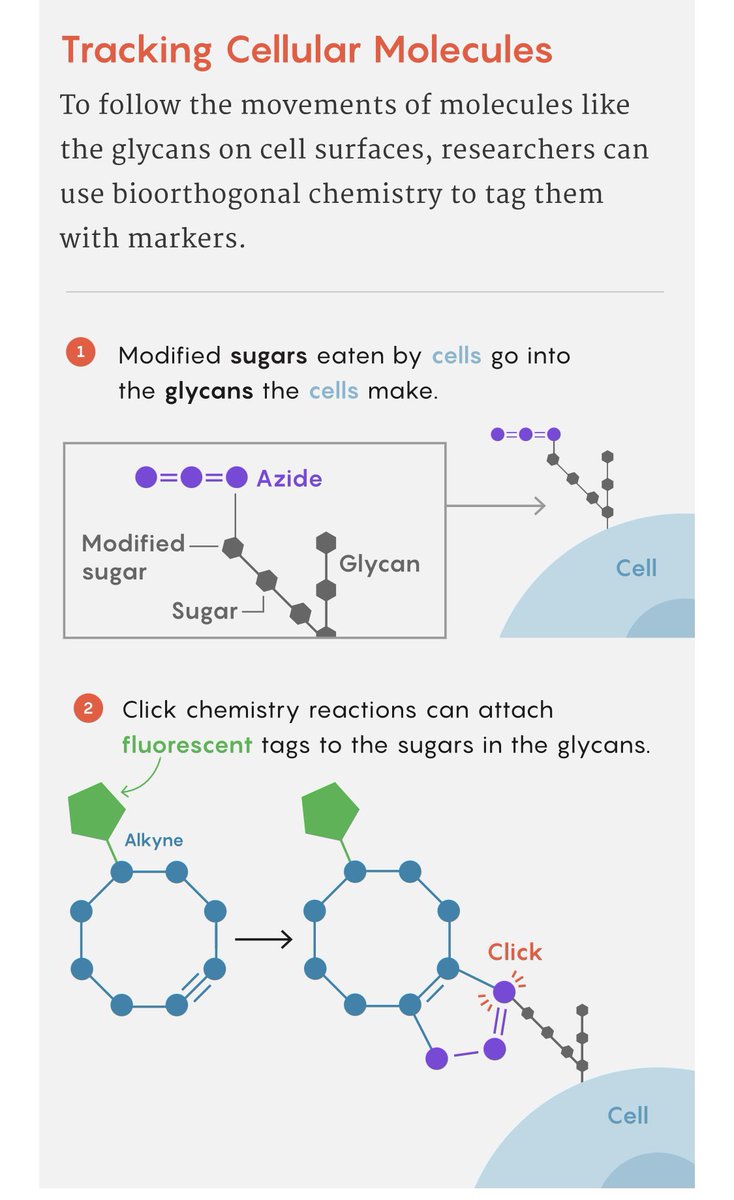 algheribe's tweet photo. https://t.co/Lh7NuDEExZ #clickchemistry #bioorthogonal #chemistry #nobelprize https://t.co/GLJ2Y5JEgH