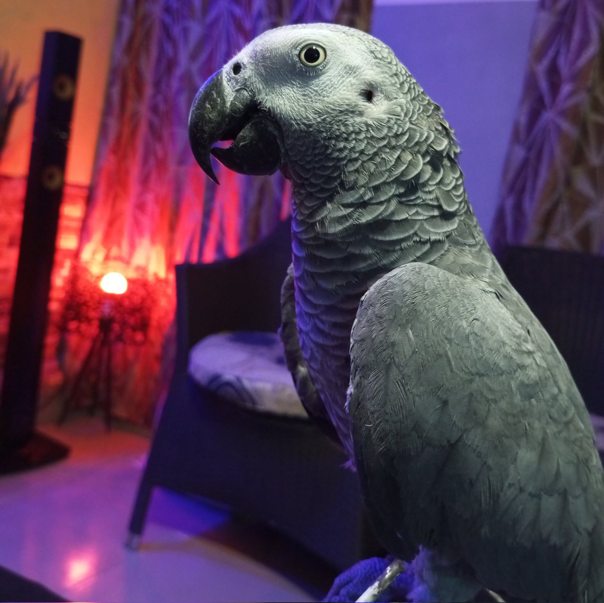 #savez_vous_que: Éduqué un Perroquet, Prend du Temps ! Mon Toukie s'adapte déjà beaucoup mieux après 9 mois d'apprentissage.