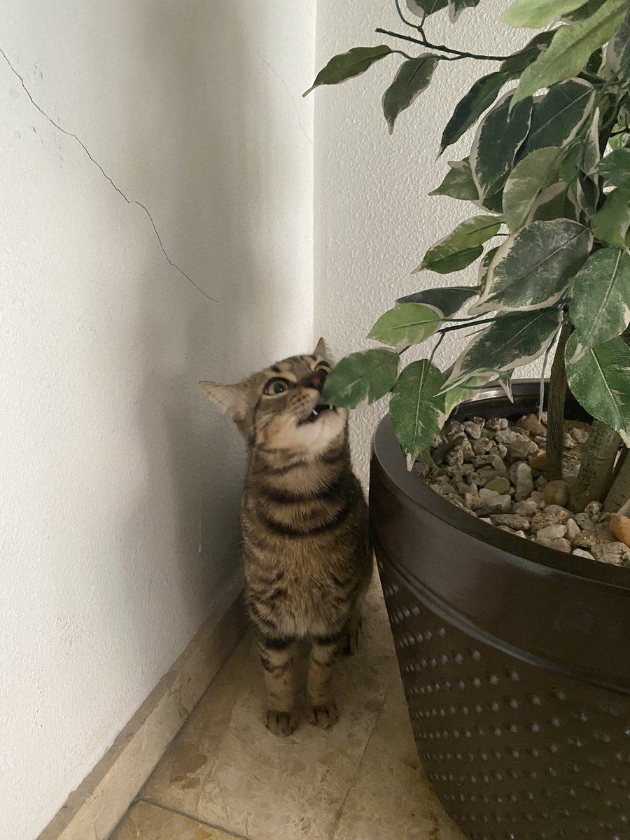 lorena🌈 tweet media