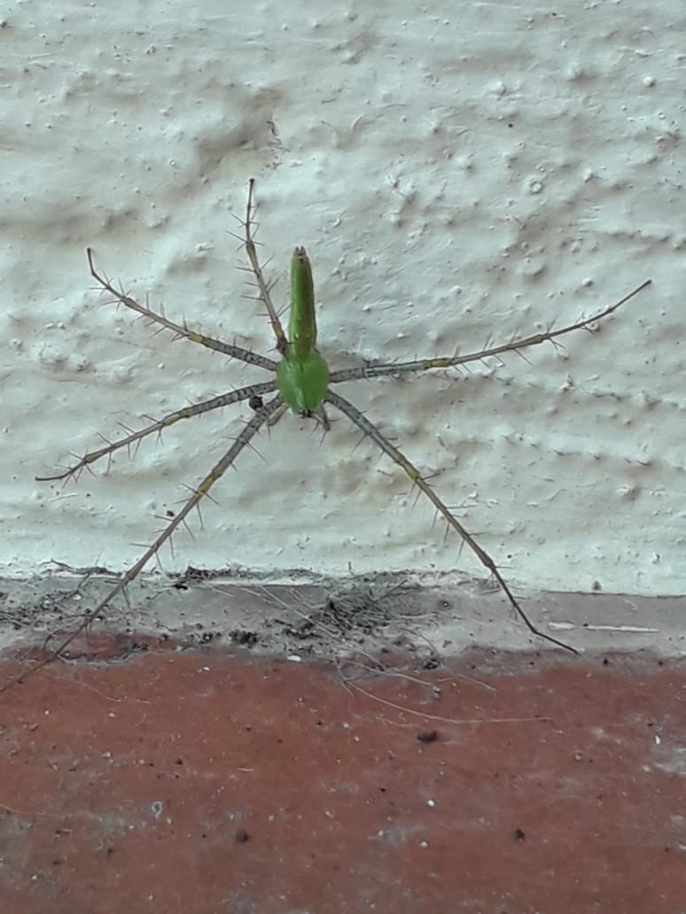 Moon_Anaha's tweet photo. Hola! @Arachno_Cosas no puedo evitar preguntarte por este “cactus con patas” Aiuuuda 😨😨 https://t.co/Zzgb5ooIrd