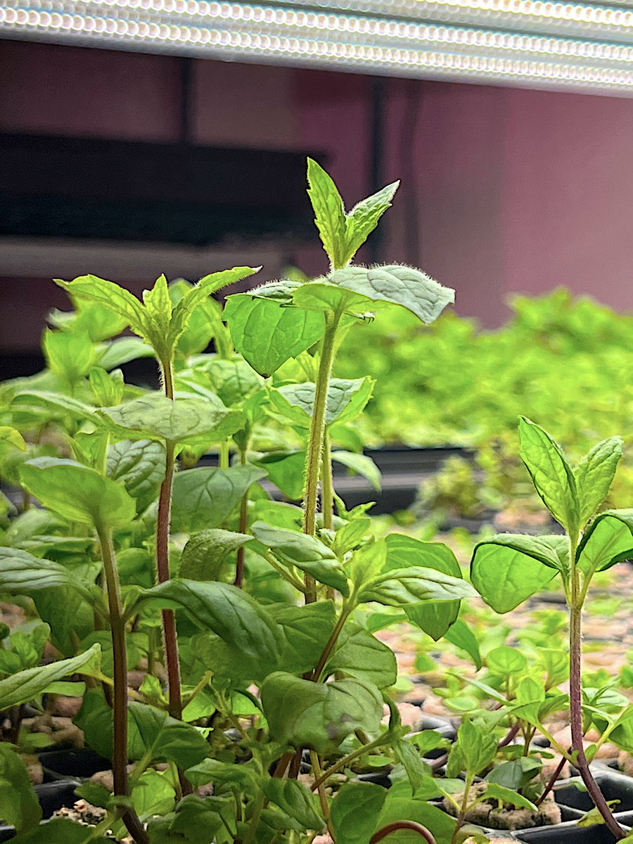 yhfarms's tweet photo. We're back at @PepperPlace tomorrow! Thanks for all of the love last week. Now, come back and see us this week for dill, kale, thyme and our lovely mint. Grab some for your craft cocktails this weekend, or to put into your water for the week. 😌 #YHFresh #BhamFarm https://t.co/5RGBi0JMkM