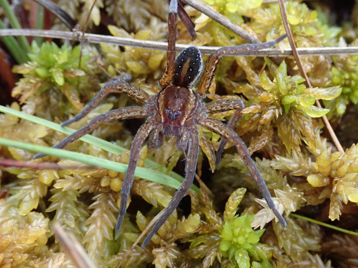 After a brilliant bit of digging and research by @CerinPoland, a joint venture to a remote and isolated wetland site has just uncovered this. Yep, at long last, that's a Cornish Dolomedes! We were both flabbergasted to see it!!! @BritishSpiders @graemelyons @cofnod