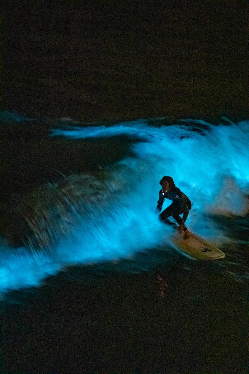 Scripps_Ocean's tweet photo. Electric blue #bioluminescent waves continue to crash around San Diego beaches, courtesy of an offshore red tide. @UCSanDiego photographer @erikjep captured these epic images last night, so you may still be able to catch a glimpse tonight (although visibility isn't guaranteed). https://t.co/ixsnJ1pcZl