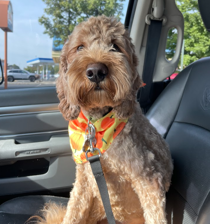 theshan's tweet photo. listening to the show @woodyandwilcox - and you are talking about dog bandanas, as i'm picking up our dog from his haircut, and.....dog bandana! #WWBump https://t.co/9bN0IuKS0u